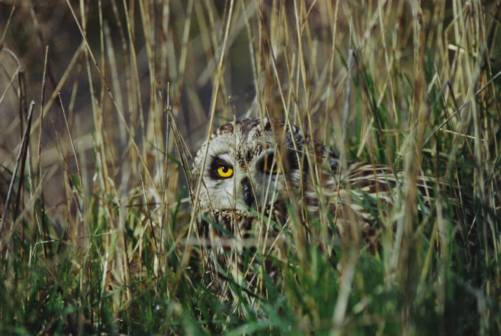 Hibou des marais